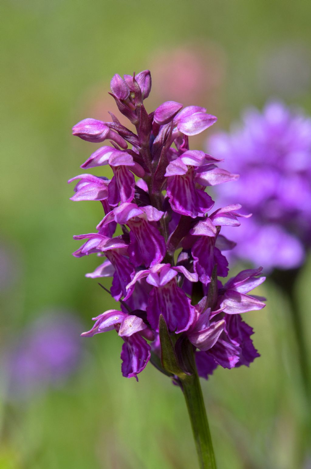 x Dactyloglossum mixtum (Asch. & Graebn.) Rauschert - Passo del Sempione